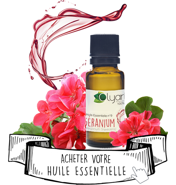 Huile Essentielle de Geranium : Le Guide Complet par Olyaris